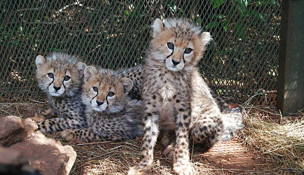 The animal orphanage at Nairobi National Park