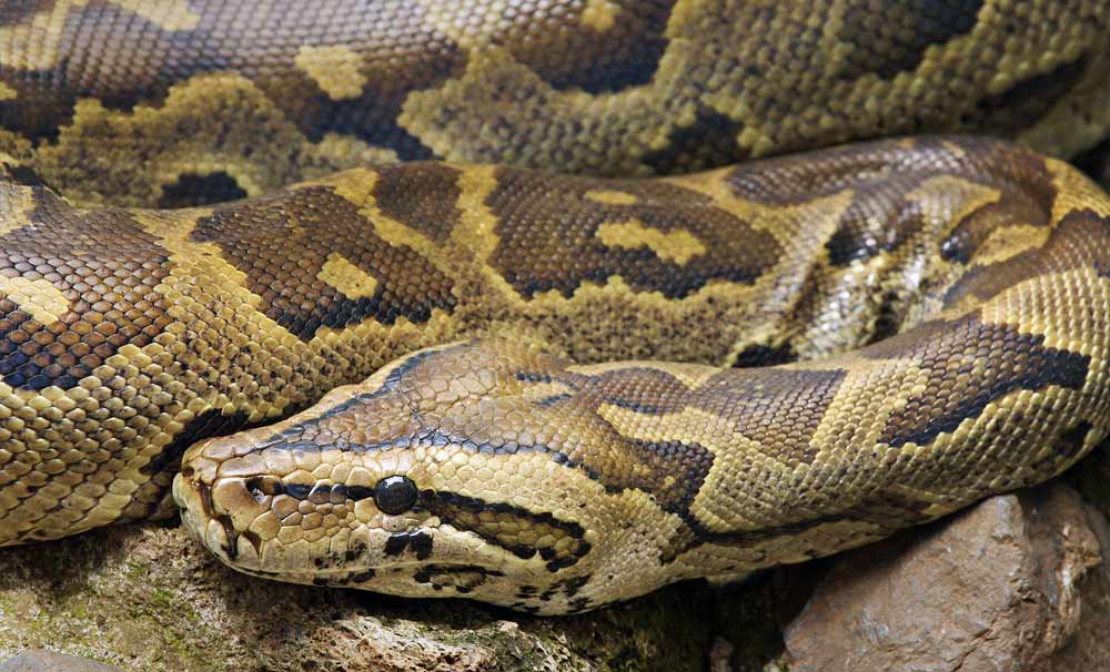 African Rock Python