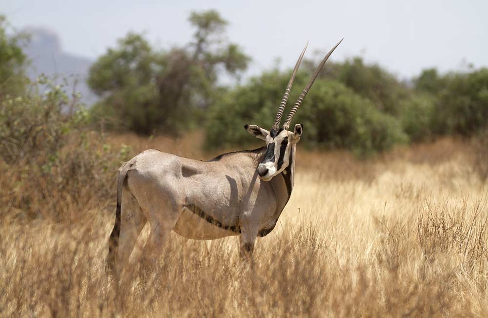 Buffalo Springs Beisa oryx