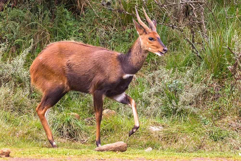 Bushbuck Karura Forest