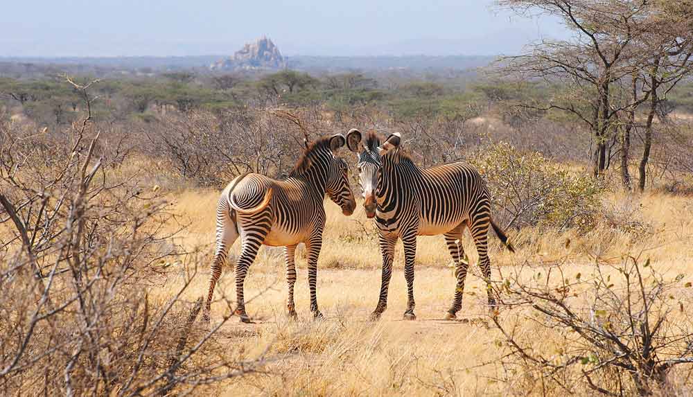 Grevy's zebra in Buffalo Springs National Reserve