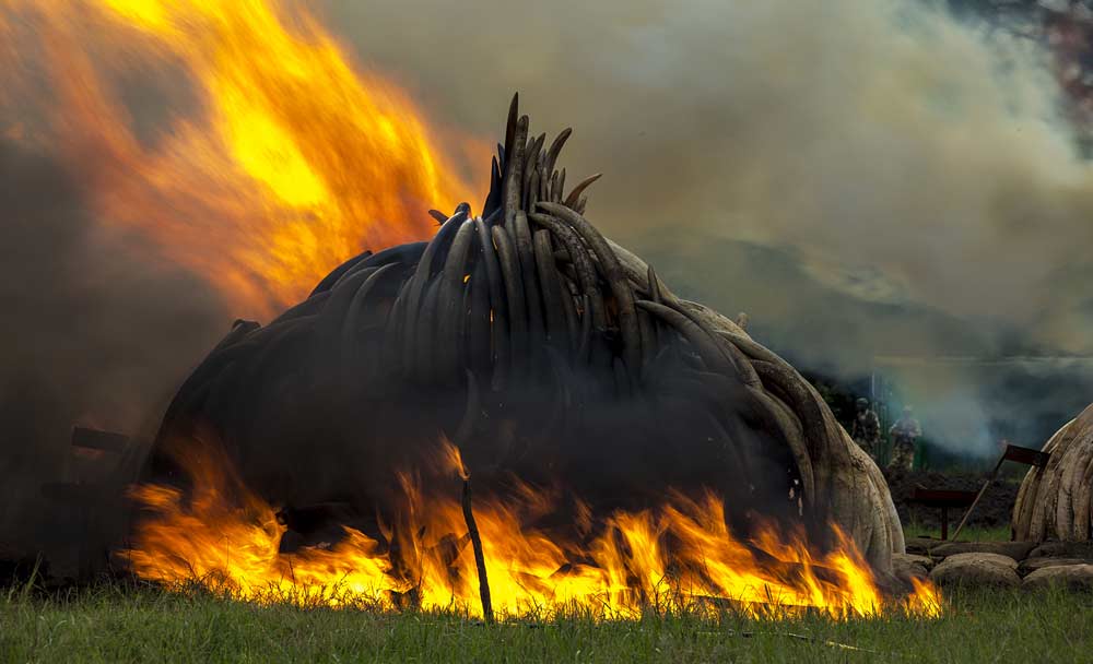 Ivory burning Nairobi National Park