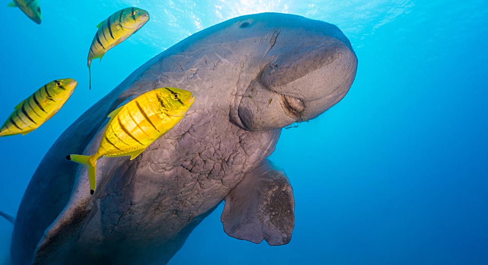 Kiunga Marine Reserve dugong