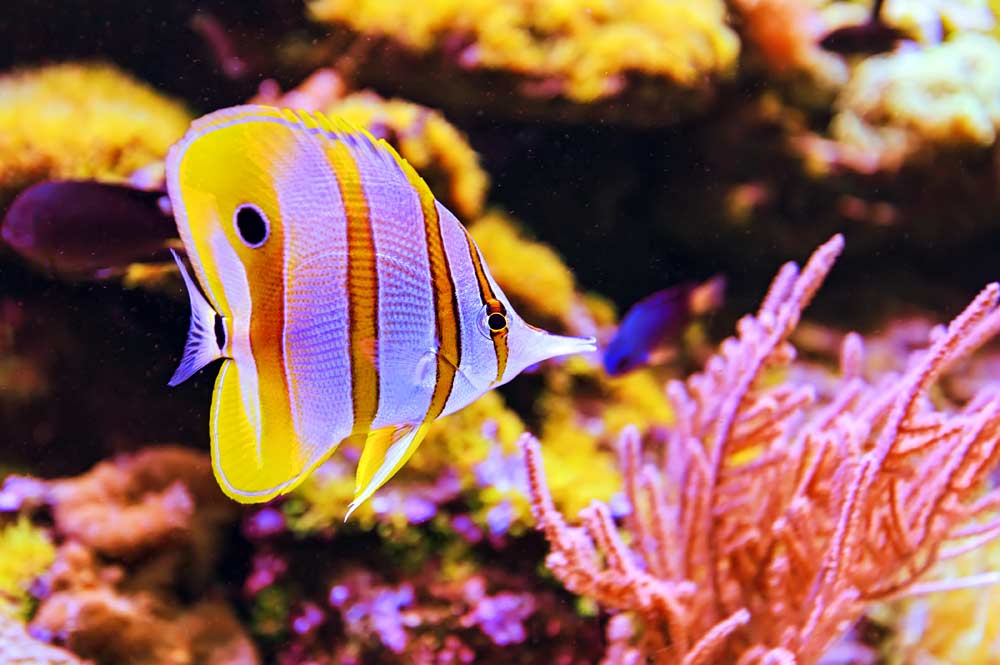 Kiunga Marine Reserve coral reef