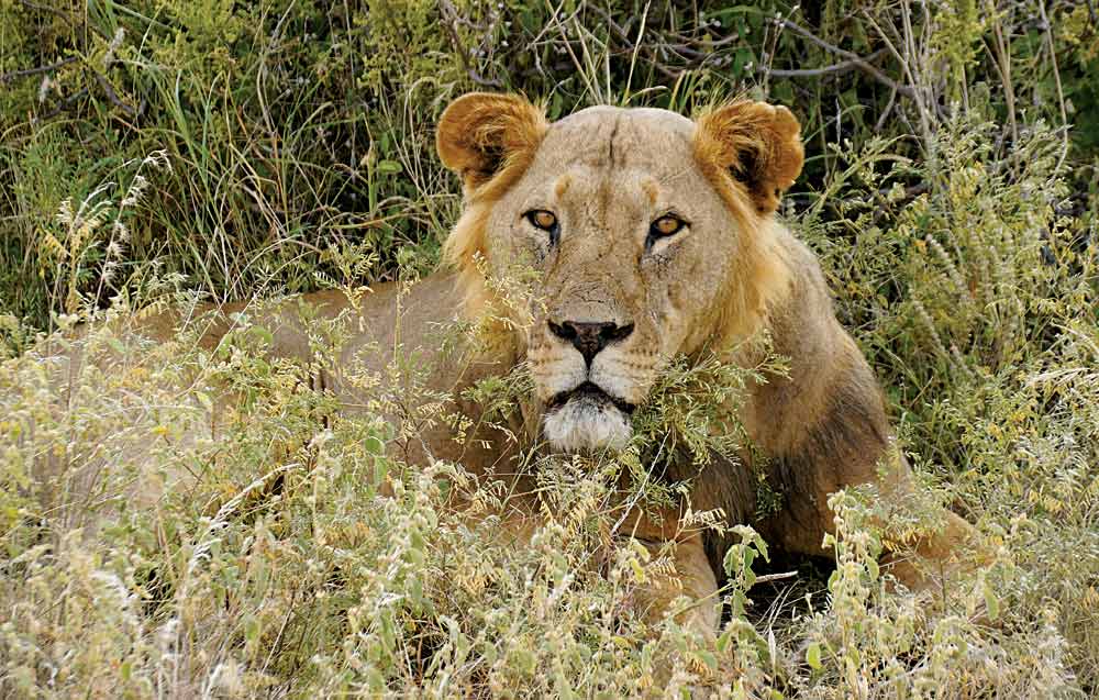 Lion in Buffalo Springs