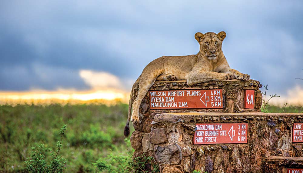 Lion in Nairobi National Park