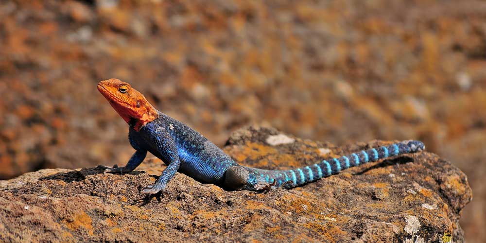 Agama lizard at Mudanda Rock