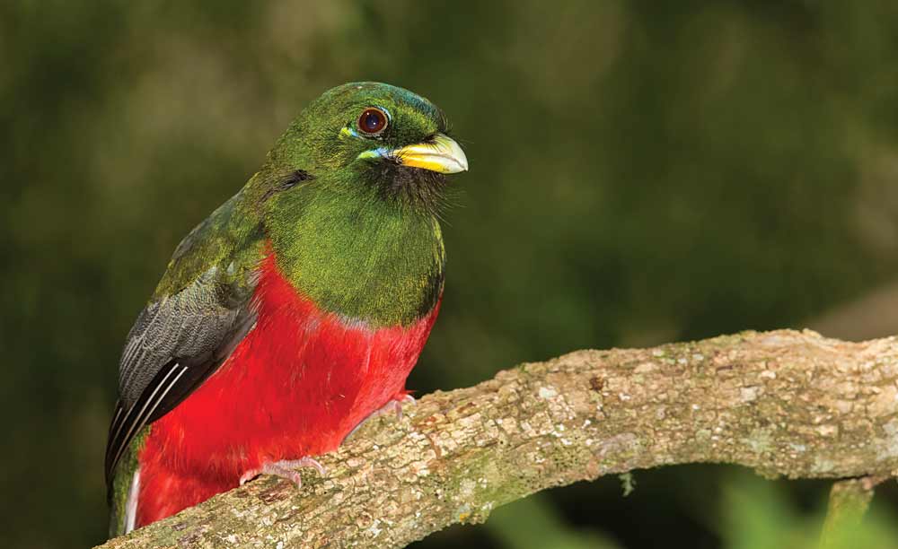 Narina Trogon Karura Forest