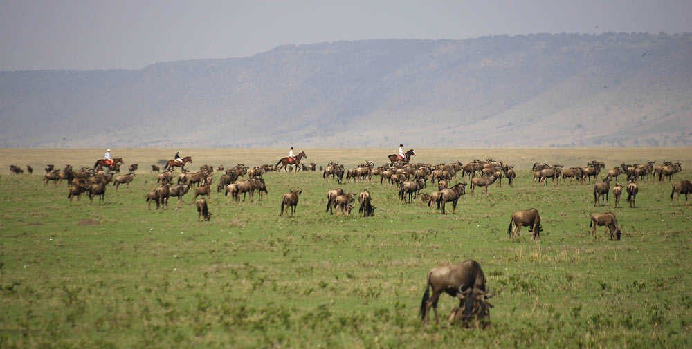 Riding among the wildebeest