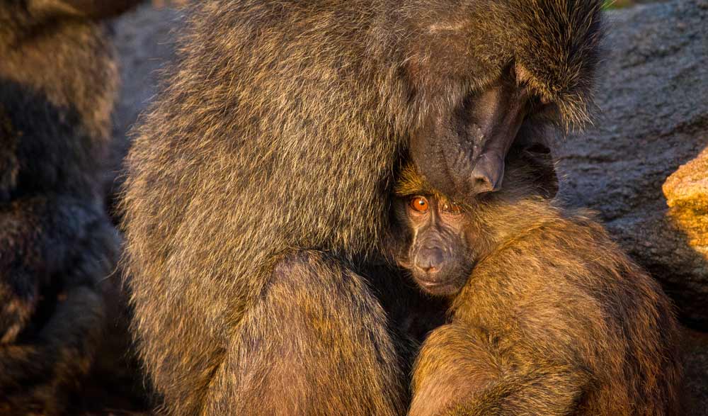 Baboons in Shaba National Reserve