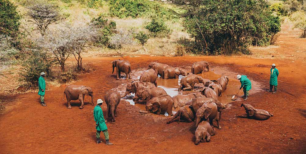 Sheldrick Wildlife Trust