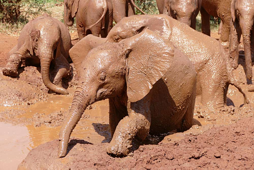 Sheldrick Wildlife Trust Rapa