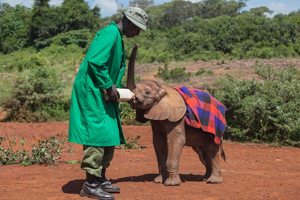 Sheldrick Wildlife Trust feeding time