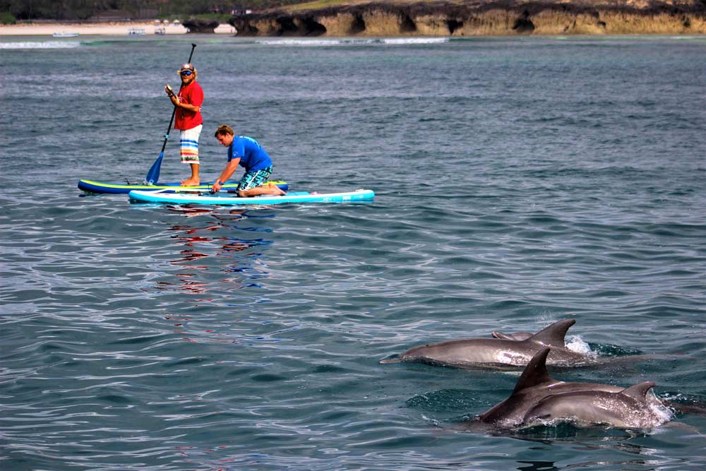 Stand-Up Paddleboarding with dolphins