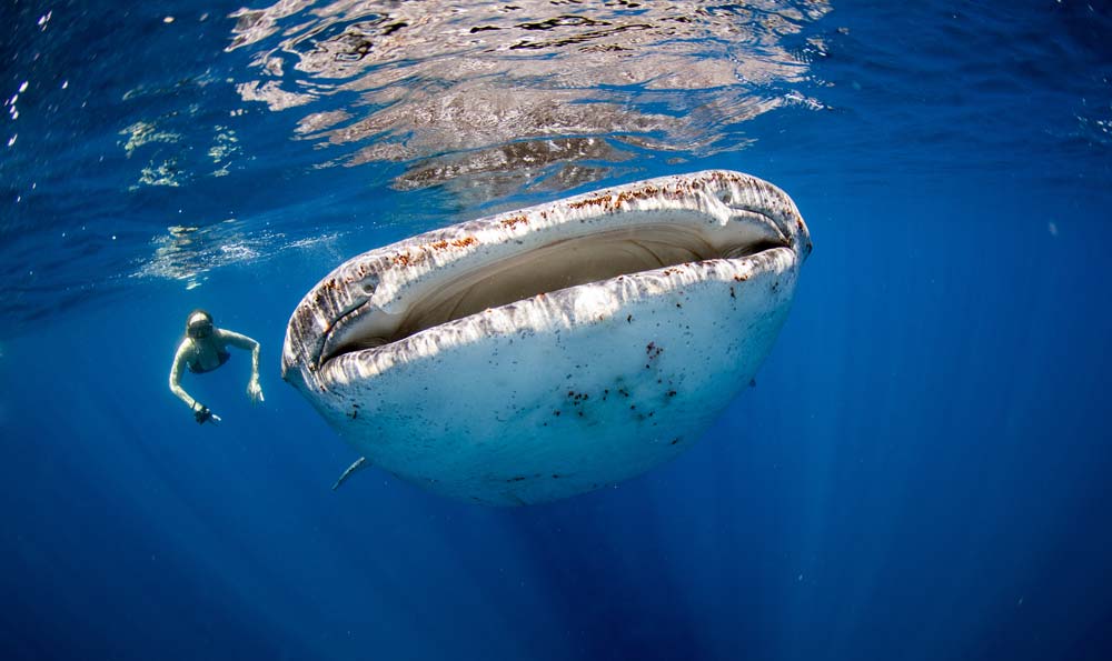 Swimming with whale sharks