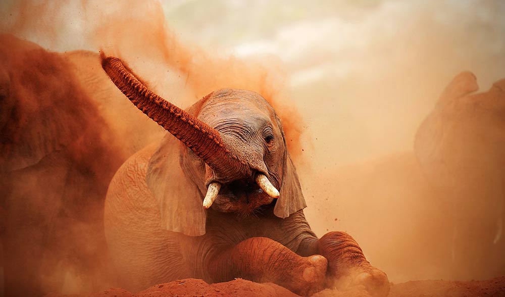 Tsavo dust bath