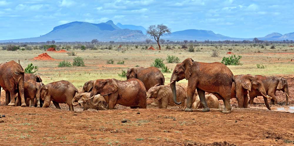 Tsavo East elephant herd