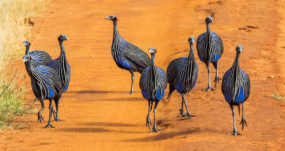 Tsavo East vulturine guineafowl