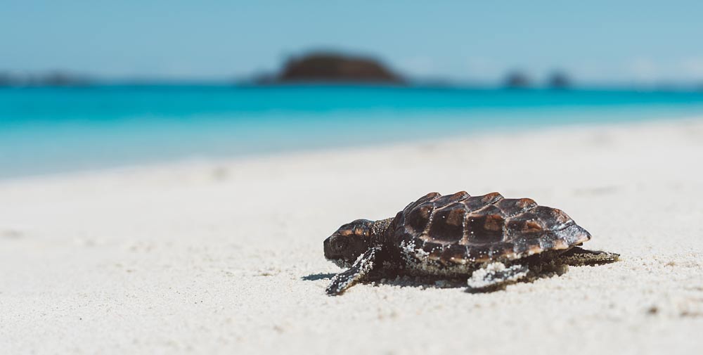 Turtle hatchling, Watamu