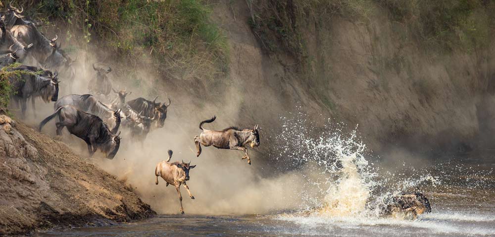 Wildebeest migration leap of faith