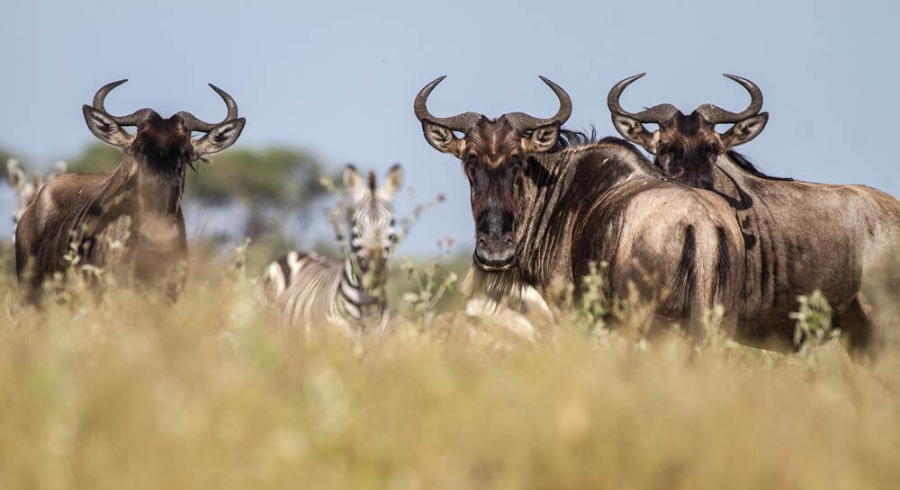 Wildebeest migration swarm intelligence