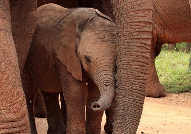 Elephant calf