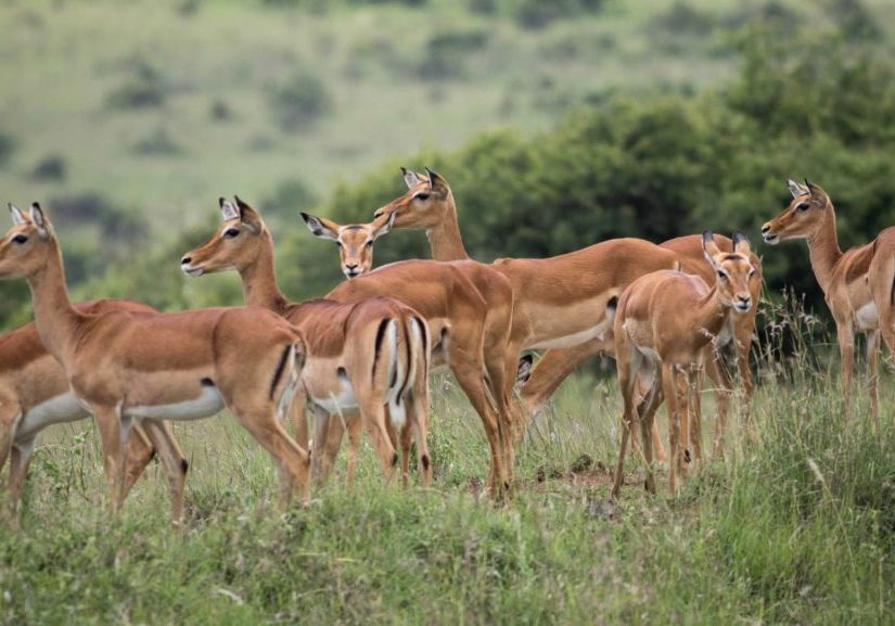 Nairobi National Park