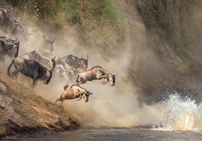 The Great Wildebeest migration