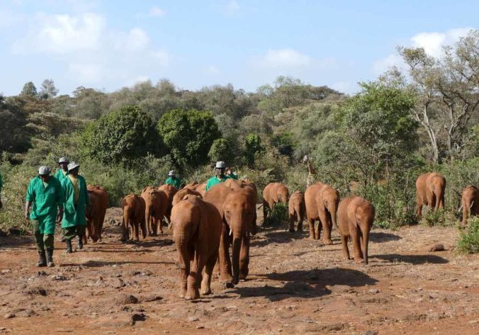 Things to do in Nairobi - Sheldrick Wildlife Trust