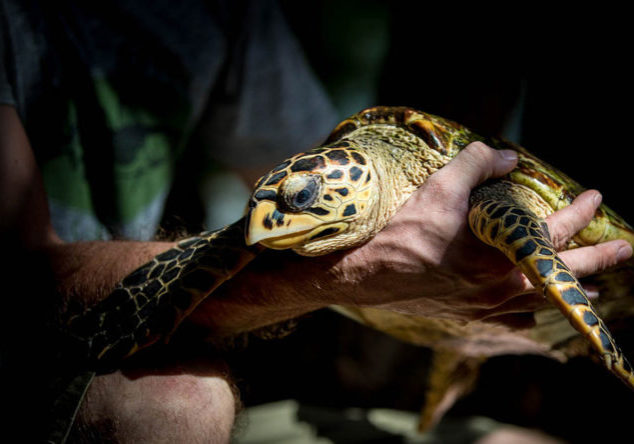 Watamu-sea-turtle-conservation