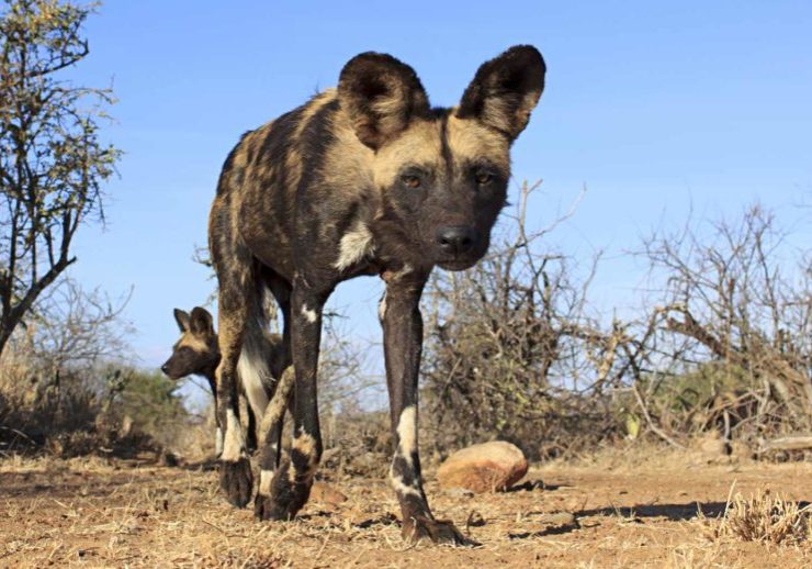 African wild dog